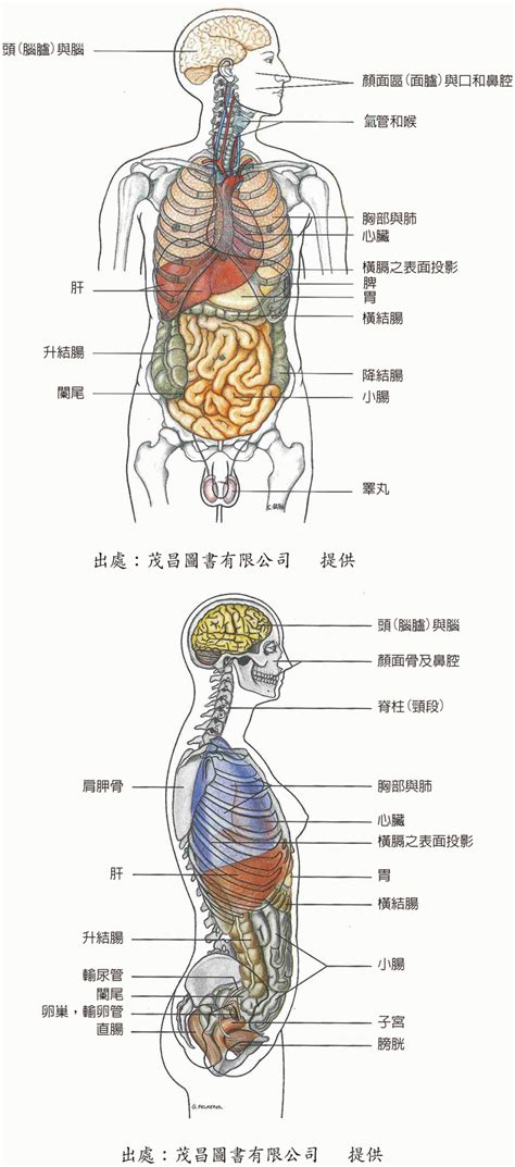 身體結構圖女|人體解剖學女性身體和器官圖 插圖檔